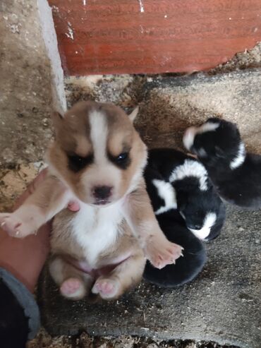 İtlər: Xaski, 1 ay, Dişi — 6