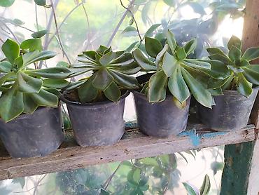 baki gence: Sukul­lent Echeveria (gül rozeti forması) – qablı dekorativ bitkilər — 3