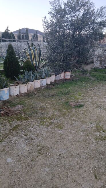 Bağ evlərinin kirayəsi: Qala qəs., 65 kv. m, 2 otaqlı, Hovuzsuz, İnternet, Qaz, İşıq -da lalafo.az — 2 Bağ evlərinin kirayəsi: Qala qəs., 65 kv. m, 2 otaqlı, Hovuzsuz, İnternet, Qaz, İşıq — 2