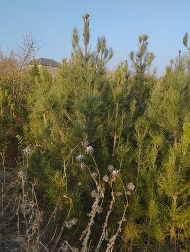 Şitillər: Satılır: iynəyarpaq şam ağacları (fidanlar) - Növ: Şam (Pinus) – — 8