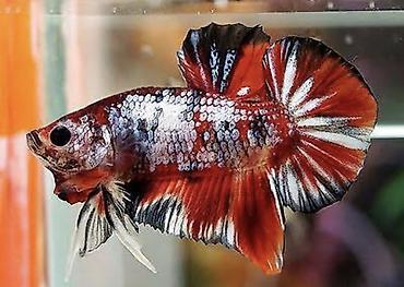 балык форель: Петушки плакаты 
Blue rim
Red rim 
Dragon
Multi — 3