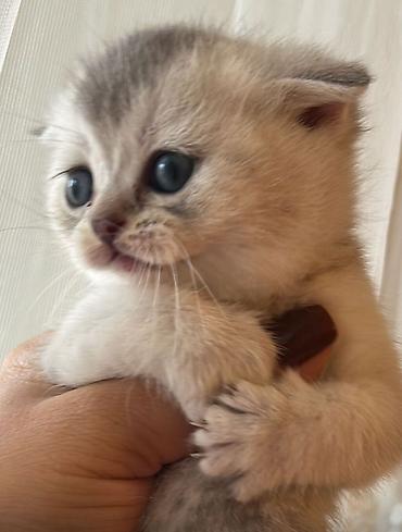 Pişiklər: Britan — 6