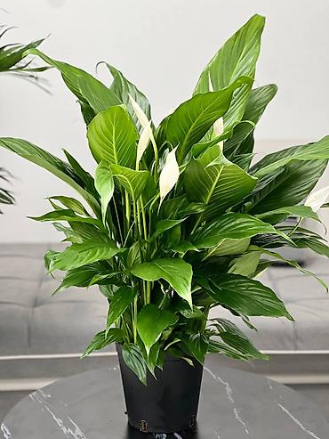 Другие комнатные растения: 🌿 Зелёное счастье для вашего дома 🌿 Комнатные растения и свежие цветы — 6