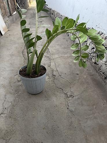 Комнатные растения: Замиокулькас (ZZ plant) в горшке - Комнатное декоративнолистное — 4