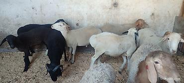 Баран, овца: Продаю | Баран (самец) | Для разведения | Осеменитель — 2