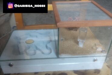 Heyvanlar üçün digər mallar: Hər ölçüdə hər dizaynda qarışqa yuvaları yığılır səliqəli və təmiz — 2