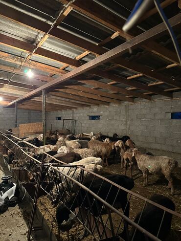 отдам собаку в добрые руки: Продаю | Баран (самец) | На забой