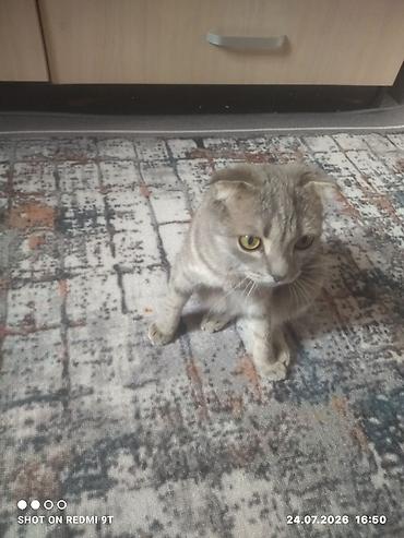 Мышыктар: Шотландская вислоухая кошка (Scottish Fold) - Окрас: серый — 2