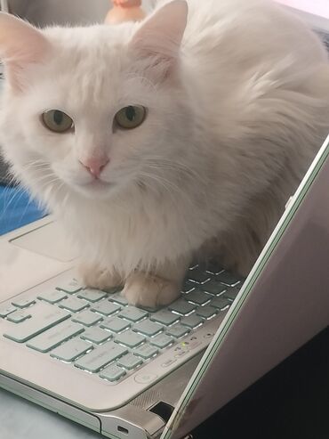 Продажа кошек: Ангорская, 10 месяцев, Девочка, Белый, Приучена к лотку — 5