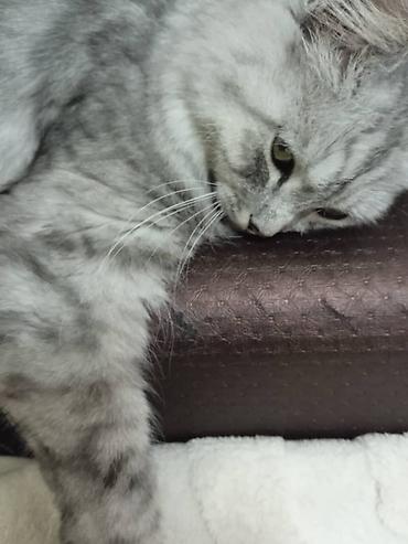 жд: Кошка даром: Беспородная, 2 года, Девочка, Приучена к лотку — 4