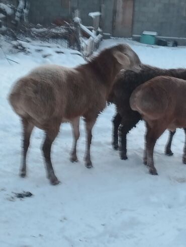 Баран, овца: Продаю | Овца (самка) | Для разведения | Матка — 8