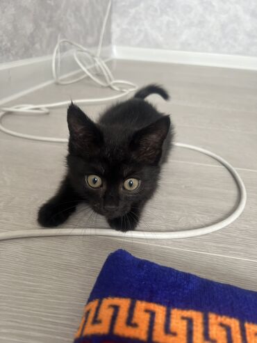 котята в бишкеке: Кошка даром: Беспородная, 2 месяца, Мальчик