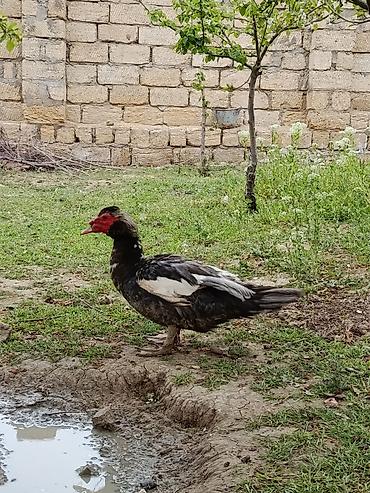 Ördəklər: Erkək, | Lal ördək, Damazlıq — 9