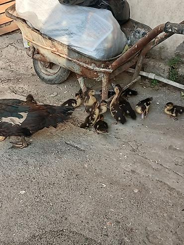 bala ordək: 13 bala 1 Ana avqusdun 1 cxblar ünvan enzes kom alan olsa endirim — 2