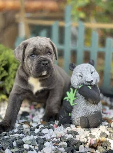 Psi: Ako tražite vernog člana porodice, obratite se nama i postanite — 21