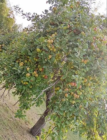 ismayilli torpag: 6 sot, Tikinti, Mülkiyyətçi, Kupça (Çıxarış) — 8