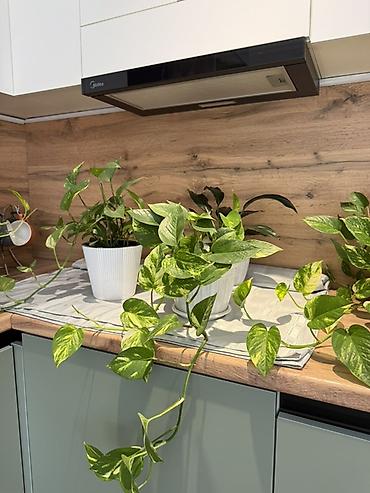 Комнатные растения: Эпипремнум золотистый (Scindapsus/Golden Pothos) в горшке. Горшок 🎁 в — 5