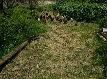 turac yumurtası: Təbii Süd 100%qatqisiz kənd yumurtasi Unvan Suraxanı Hava limanı yolu — 3