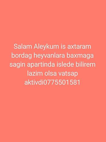 çoban işçi: Çoban, 30 yaş, 3-5 illik təcrübə — 1
