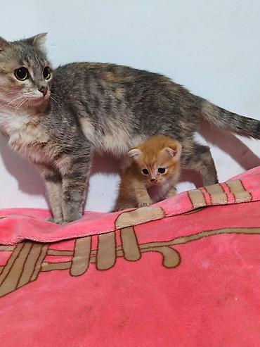 kitten: Скотиш Фолд (Шотландская вислоухая), 1 месяц, Мальчик, Рыжий — 2
