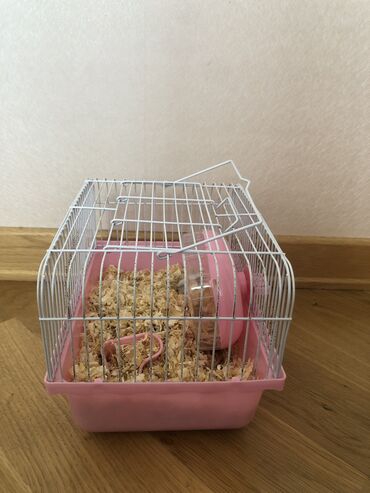 heyvanlar ucun: 6 aylıq hamster