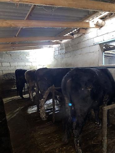 Коровы, быки: Продаю | Бык (самец) | На откорм | Привязанные — 18