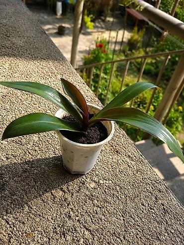 sarmaşıq gulu: Bu bitki Qayıq zanbağı (Tradescantia spathacea / Rhoeo)-dır. Qayıq — 1