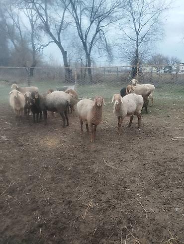 Баран, овца: Продаю | Баран (самец) | Арашан — 13