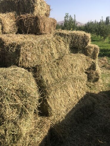 продам яблоки на переработку: Описание: Продается сено в тюках, клевер. 500 тюков готовое к
