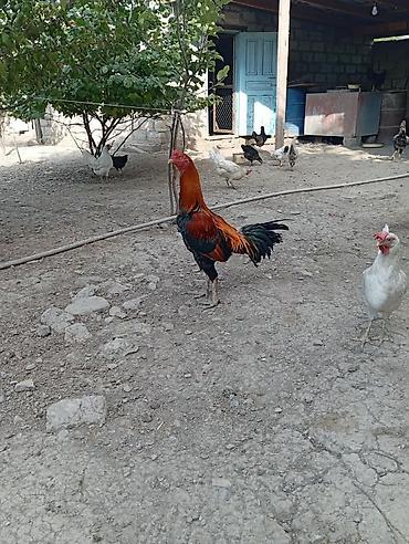pulsuz it balalari: 100 manata satilir tam saglam 2 yasi var pul.lazimdi deye satilir Saf — 1