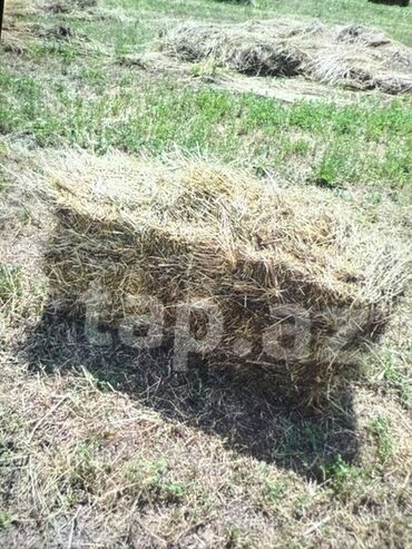 Haima: Yonca/ot balyası - Təbiətdə biçilib qurudulmuş ot balyaları -