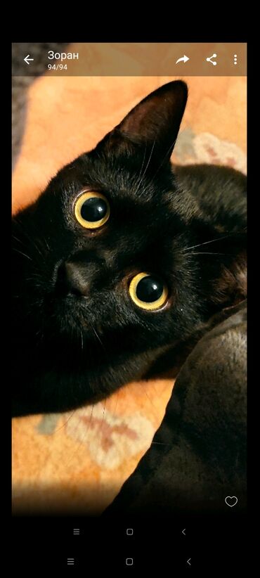 Mačke: Prelepa predobra krupna mlada maca crna sa belim belegom ispod vrata