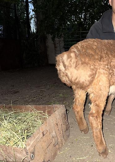 Баран, овца: Продаю | Овца (самка), Ягненок, Баран (самец) | Арашан | Для разведения — 18