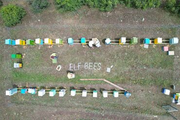 Bal: ELF BEE'S 1977 ECO-PRODUCT FOR HEALTH AND LONGEVITY Tovuzun -da lalafo.az — 25 Bal: ELF BEE'S 1977 ECO-PRODUCT FOR HEALTH AND LONGEVITY Tovuzun — 25