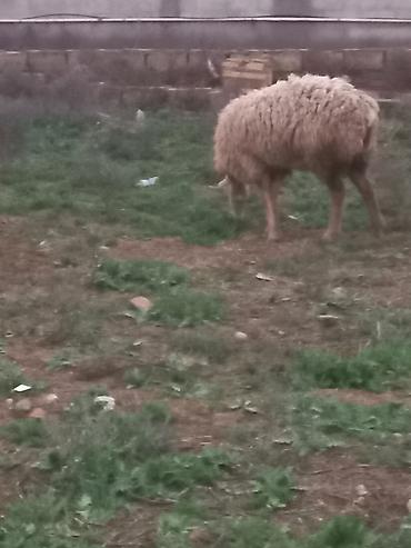 Qoyunlar, qoçlar: Salam heyavanlar satılır 3dənə balalı 1dənə tək 2si birinci qarın 2si — 6