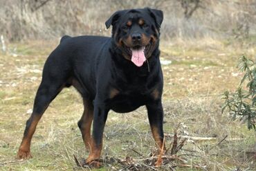 barter itlə: Rotveyler, 1 il, Erkek, Peyvəndli, Ünvandan götürmə