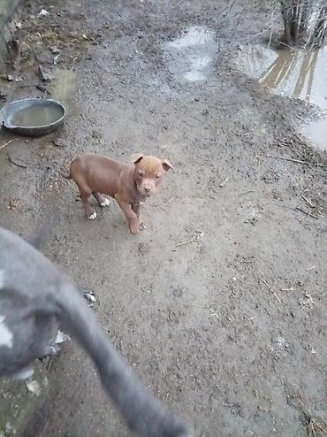 İtlər: Pitbul, 2 ay, Dişi — 1