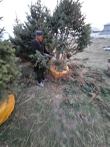живая елка купить: Живая ель/пихта в коме земли (закрытая корневая система) - — 7