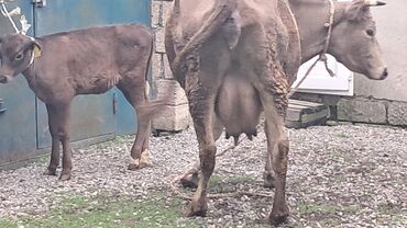 smental inekler: Самка, Simental, лет: 5, 500 кг, Для разведения, Для молока