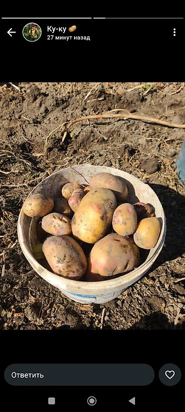 Помидоры: Помидоры Сливки — 8