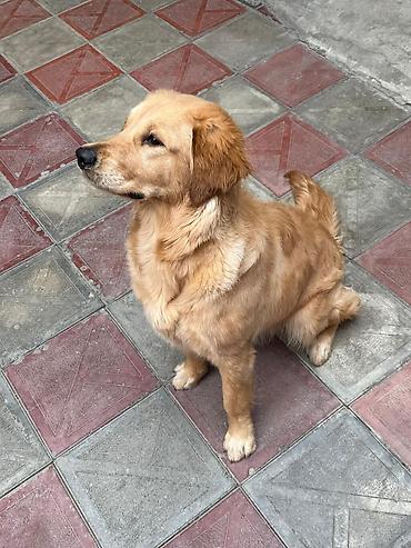 İtlər: Retriever, 9 ay, Dişi, Peyvəndli, Pulsuz çatdırılma — 3