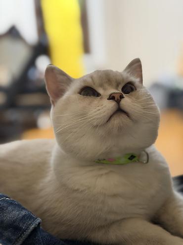 scottişh kedi: Şotland, Erkək, Yaxşı əllərə, Ünvandan götürmə, Pulsuz çatdırılma, Ödənişli çatdırılma — 1