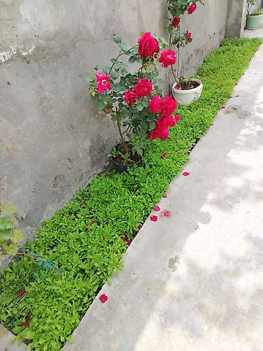 Mağaza səbətləri: Əmircanda 2 mərtəbəli ev satılır. - Sənəd: kupça mövcuddur. - Məkan — 3