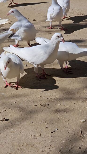 coban it adlari: 25 eded drakon var satilir 20 manatdan biri hopdum götüren olsa lalafo.az -da coban it adlari: 25 eded drakon var satilir 20 manatdan biri hopdum götüren olsa