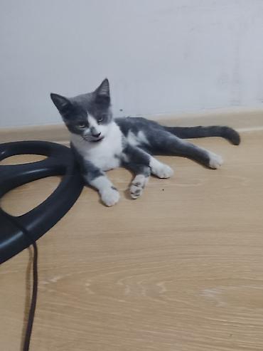 котёнок токмок: 5 месяцев, Мальчик, Биколор — 2