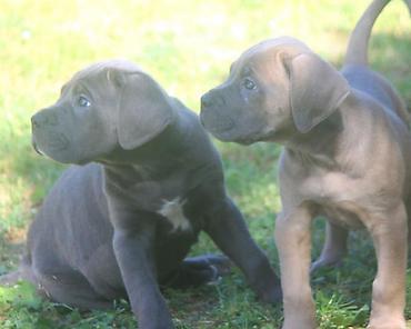Psi: Cane Corso štenci U ponudi veoma perspektivni štenci iz različitih — 7