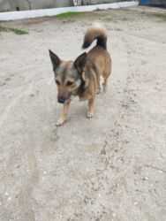 İtlər: Zvonok, 1 il, Erkek — 3