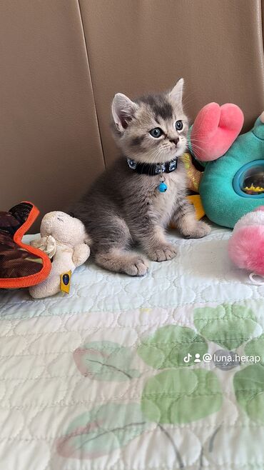 кошка шотландская цена: Шотладская вислоухая