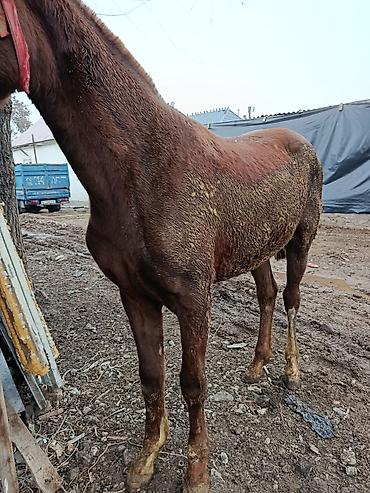 Лошади, кони: Продаю | Жеребенок | Рабочий, Конный спорт — 2