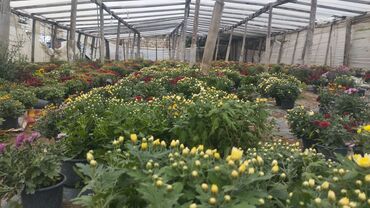 Çöl bitkiləri: Müxtəlif rəngli Xrizantema payızgülü güllərinin topdan və pərakəndə — 4